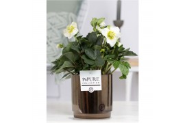 Helleborus niger christmas carol in Pure Juliette gold bronze