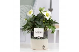 Helleborus niger christmas carol in Pure Illusion luxe keramiek