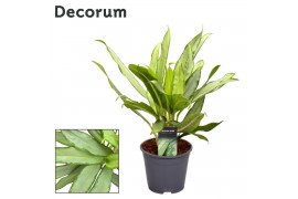 Aglaonema white lance Aglaonema White Lance 3 pp