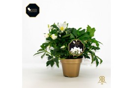 Helleborus niger hgc joel xxl goud pot