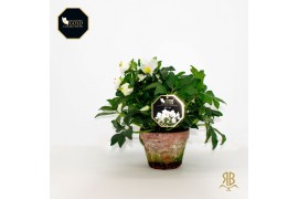 Helleborus niger hgc joel xxl stenen pot