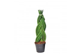 Sansevieria cylindrica twist