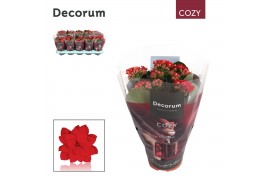 Kalanchoe calandiva rood cozy decorum,1 pp