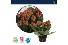 Kalanchoe calandiva rood zonder hoes