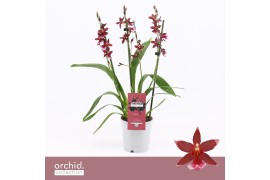 Burrageara barrocco red 3/4-spike Compact Orchid Collection