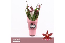 Burrageara barrocco red 3/4-spike Compact Orchid Collection Potcover