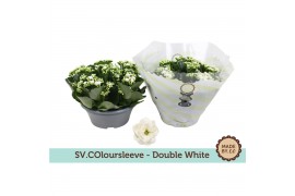 Kalanchoe rosalina menzel double white