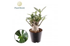 Adenium obesum Adenium obesum 1 pp