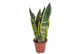 Sansevieria trifasciata futura superba