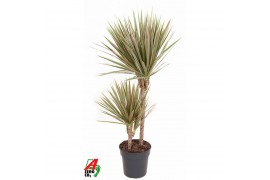 Dracaena marg. bicolor 45-15