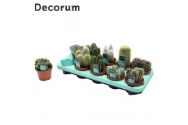 Cactus mix 10 soorten (Decorum)