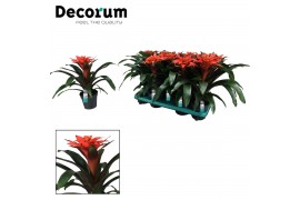 Guzmania tutti frutti