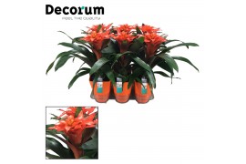 Guzmania tutti frutti Luxe keramiek