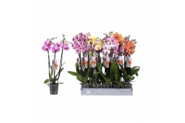 Phalaenopsis mix 3 tak - 22+ bloemen zonder wit