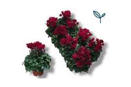 Cyclamen pers. super serie compact wine rood