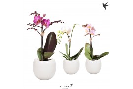 Phalaenopsis multiflora 1 tak mix in bowl pot white kolibri orchids