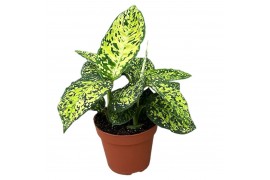 Dieffenbachia reflector