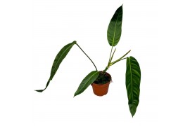 Philodendron patriciae