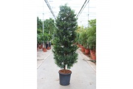 Podocarpus nivalis piramide,1 pp