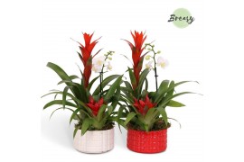 Arrangementen bromelia Cuba keramiek - Xmas Bowl + Phalaenopsis