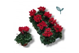 Cyclamen pers. super serie compact rood