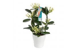 Stephanotis floribunda Boog - 7-8+ bloemtros - Keramiek Wit