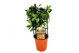 Citrofortunella microcarpa Citrus calamondin