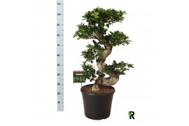 Ficus microcarpa ginseng Ficus micr. S-type 1 pp