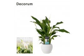 Spathiphyllum strauss 3+ bloem - Bolpot keramiek Wit, Decorum