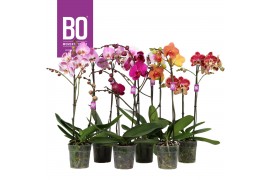 Phalaenopsis mix BO funda 2 tak