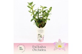 Dendrobium nobile spring dream kumiko 4-spike Exclusiva Orchidea Potco