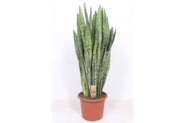 Sansevieria zeylanica