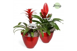 Arrangementen bromelia mix BoraBora keramiek - Xmas Bowl