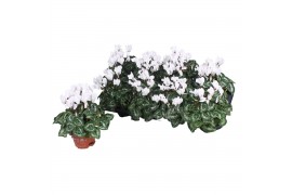 Cyclamen pers. picola seewhy white kleinbloemig