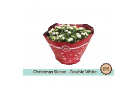 Kalanchoe rosalina wit k23do106 xmas wit