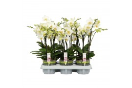 Phalaenopsis multiflora wit Flora P12 A2 White 2+ spike 30 bl. 2 tak/p