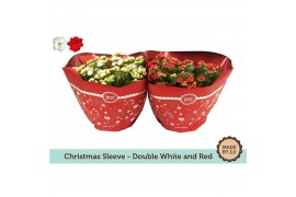 Kalanchoe blossfeldiana mix 2 kleuren double red and white - christmas