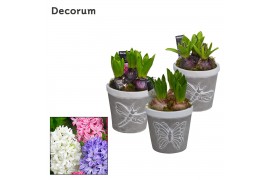 Arrangementen hyacinthus Flying Nature HL15381 [PURE]