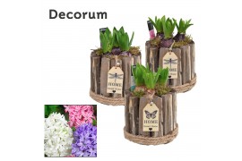 Arrangementen hyacinthus Tak Rond HL17761 [PURE]