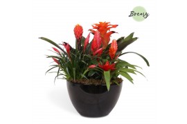 Arrangementen bromelia Grande Panama keramiek - Classic Bowl