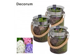 Arrangementen hyacinthus Hyacint Groot Glas met Touw HL13840 [PURE] 3 