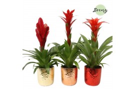 Bromelia mix Becca keramiek - Xmas mix