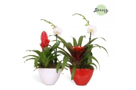 Arrangementen bromelia BoraBora keramiek -  Xmas Bowl + Phalaenopsis