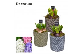 Arrangementen hyacinthus Hyacint Levi HL12860 [PURE] 3 pp 75 bl. 3 per