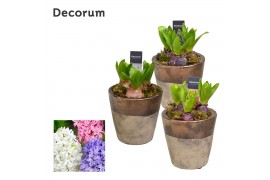 Arrangementen hyacinthus Hyacint Daley HL12370 [PURE] 3 pp 75 bl. 3 pe