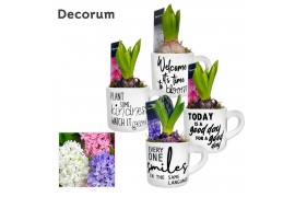 Arrangementen hyacinthus Hyacint Funny Mug HL13360 [PURE] 1 pp 30 bl. 