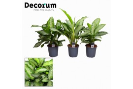 Aglaonema mix decorum