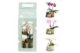 Arrangementen kamerplanten 90619: Scents