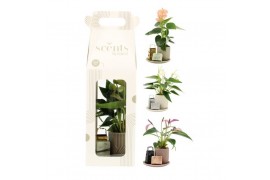 Arrangementen kamerplanten 90644: Scents