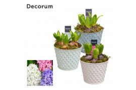 Arrangementen hyacinthus Hyacint Diamond Bucket HL12521 [LOVELY COLORS